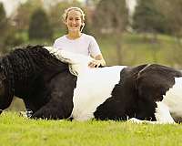 husband-safe-draft-horse