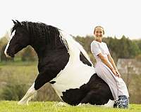 jumping-draft-horse
