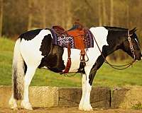 lesson-draft-horse