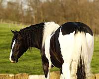 mounted-patrol-draft-horse