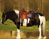 kid-safe-draft-horse