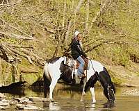 parade-draft-horse