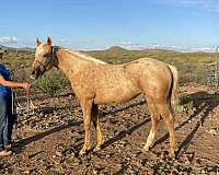 1-hand-quarter-horse-filly