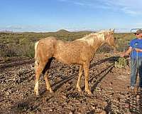 1-hand-quarter-horse