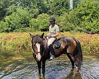 beginner-dressage-belgian-warmblood-horse