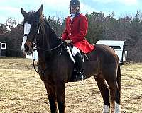 bay-2-white-socksblaze-horse