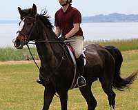 barefoot-belgian-warmblood-horse