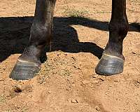 black-points-filly