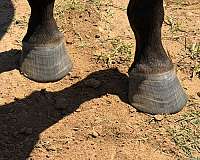 easy-to-saddle-filly