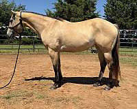 dun-w-blk-points-black-horse
