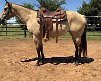 saddled-filly