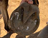 stand-filly
