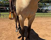 steady-filly