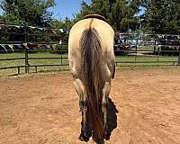 anderson-quarter-horse