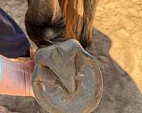 athletic-quarter-horse