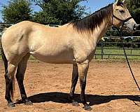 black-points-horse