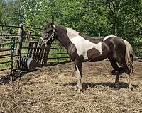 bay-roan-aba-filly