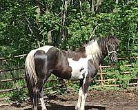 aba-tennessee-walking-filly