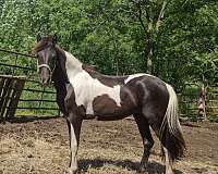 paint-horse
