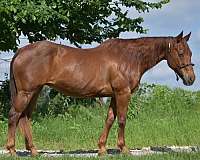 all-around-quarter-horse