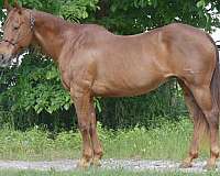 ranch-quarter-horse