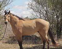 all-around-quarter-horse