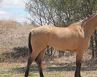 athletic-quarter-horse