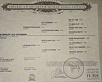 barrel-quarter-horse