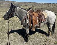 trained-draft-quarter-horse