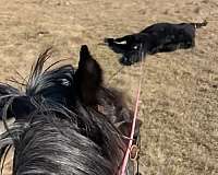 draft-mare-yearling