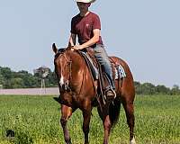 athletic-quarter-horse