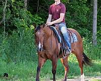 beginner-quarter-horse