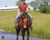 husband-safe-quarter-horse