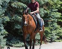 jumper-quarter-horse