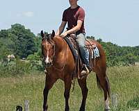 jumping-quarter-horse