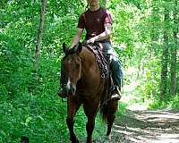 hunter-jumper-quarter-horse