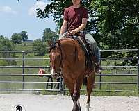 ranch-quarter-horse