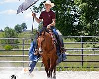 ranch-versatility-quarter-horse