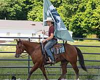 ranch-work-quarter-horse