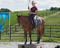 ridden-western-quarter-horse