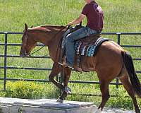 trail-quarter-horse