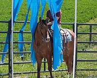 trail-riding-quarter-horse