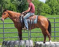 trail-class-competition-quarter-horse