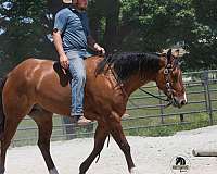 western-riding-quarter-horse