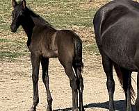 foals-available-tennessee-walking-horse