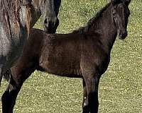 your-choice-tennessee-walking-horse