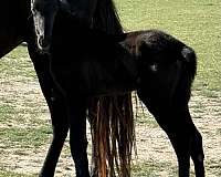 choice-colt