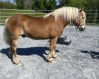 haflinger-gelding