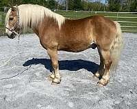 haflinger-pony-for-sale