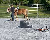 haflinger-pony